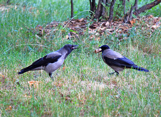 crows quarrel over the found tasty