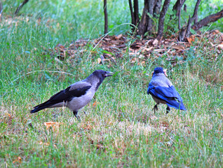 crows quarrel over the found tasty