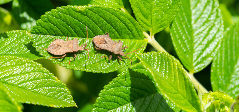 wanzen insekt wildnis blatt close up paar paarung