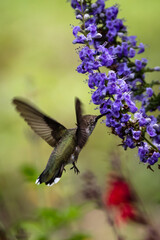 female black-chinned hummingbird