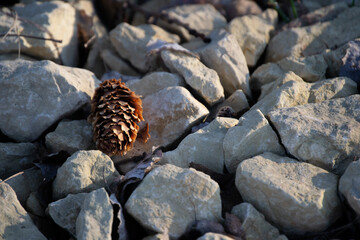 fir cone on the rocks