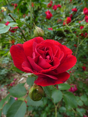 Red rose in the garden