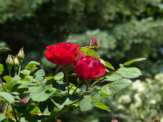 Two red roses in the garden