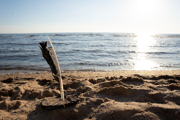two feathers inserted in a wooden bark stand like a mighty sailing ship on the shores of the Baltic Sea