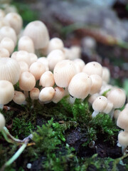 inkcap white fungus woodland macro