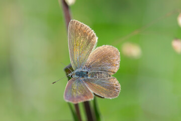 Female mazarine blue butterfly (Cyaniris semiargus) rests on a blade of grass in a meadow.