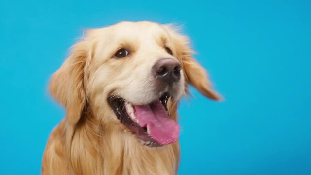Golden retriever on blue background side view, gold labrador dog breathing with open mouth and tongue out close up, turning his head. Shooting domestic pet in studio.