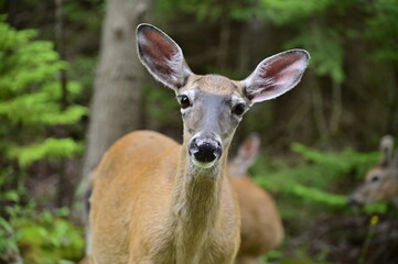 White tail doe looks cautiously towards camera. A close up shot of a young deer looking at the...