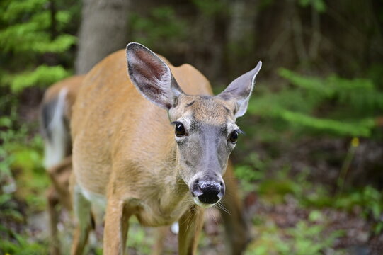 White Tail Deer doe. A close up shot of a young deer looking at the camera. Wild mammals of America.