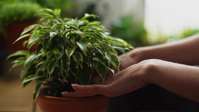 Close-up hands of unrecognizable female transplants florist small green plant in flower pot at home. Closeup view of young woman pours transplant soil into flower pot and equalizes ground.