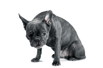 Blue french bulldog sitting on a white background