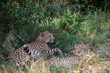 Naklejka na ściany i meble cheetahs during courtship are resting as a couple in the tall grass 
