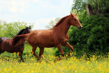 kasztanowy koń galopujący pośród traw i żółtych kwiatów - obrazy, fototapety, plakaty