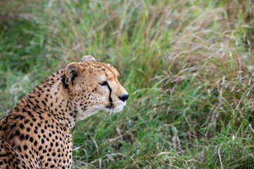 cheetahs during courtship are resting as a couple in the tall grass 