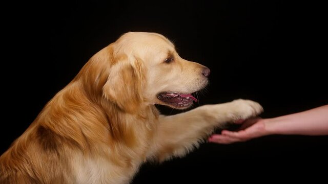Golden retriever giving his paw on black background, gold labrador dog performing a command, breathing with open mouth and tongue out close up. Shooting trained domestic pet in studio.