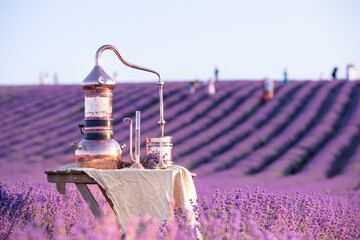 Distillation of lavender essential oil and hydrolate. Copper alambik for the flowering field. - obrazy, fototapety, plakaty