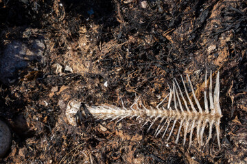 close - up of fish bones washed up on the baltic sea coast