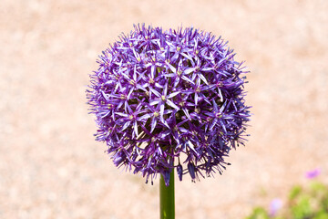 sternkugel lauch blume allium christophii lila close up