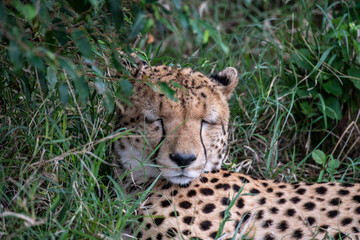 cheetahs during courtship are resting as a couple in the tall grass 