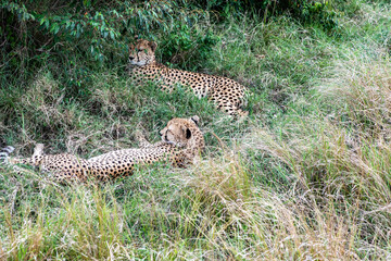 Fototapeta na wymiar cheetahs during courtship are resting as a couple in the tall grass 
