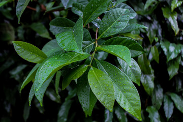 leaves in the rain