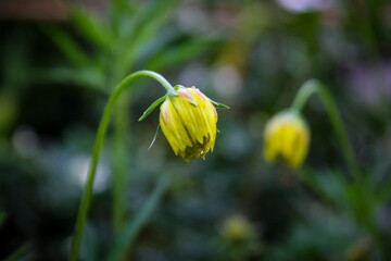 yellow tulip flowers