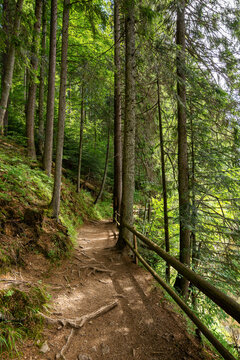 trail through forest. beautiful nature scenery in summer. wonderful sunny weather. great day for a walk