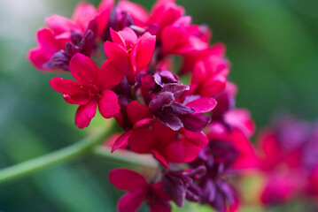 close up of a pink flower
