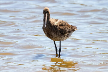 Black-tailed godwit (Limosa haemastica), caradriform bird of the Scolopacidae family. One of Largest and most showy European waders, with a lot of color in flight and with characteristic long legs