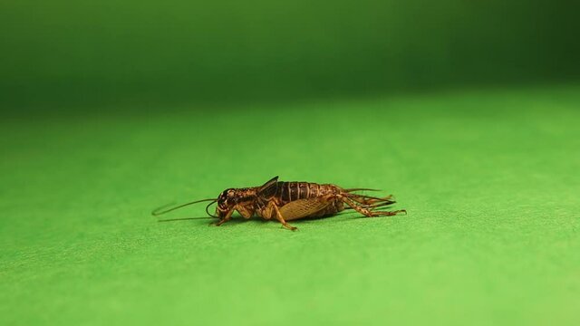  Field Cricket on a green background.
Cricket cleaning itself.
