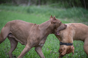 Fototapeta na wymiar Two young purebred pit bull terriers fight in the meadow.