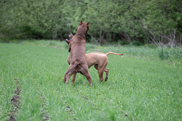 Two young purebred pit bull terriers fight in the meadow.