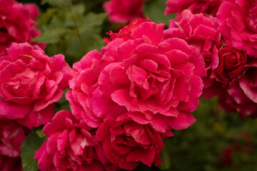 Fototapeta premium beautiful red roses in a blooming garden 