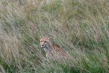 cheetahs during courtship are resting as a couple in the tall grass 