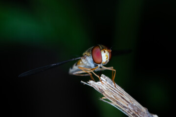 fly on leaf