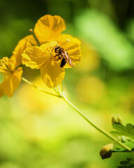 A bee is sitting on a yellow wildflower, close-up. Blurred background