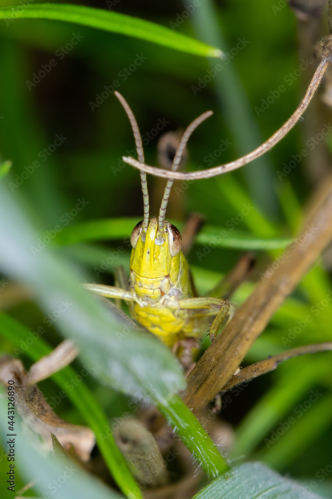 Wall mural grasshopper on a leaf