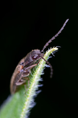 insect on leaf