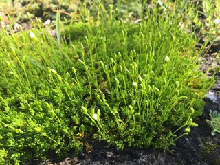 Picturesque flowers and exotic plants in Botanical Garden Saint Gall (Malerische Blumen und exotische Pflanzen im Botanischen Garten Sankt Gallen), St. Gallen - Switzerland (Schweiz)