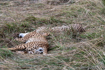 cheetahs during courtship are resting as a couple in the tall grass 