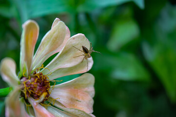 Spider on a flower