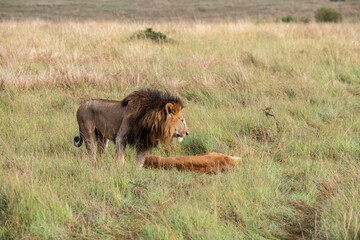 lions are lazily resting in the shade of trees and are caring for their partner 