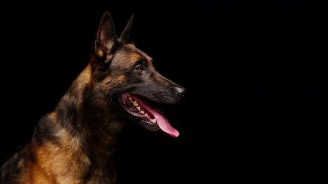 Shorthair brown malinois bard dog catching bone on black background. Side view of trained Belgian shepherd puppy performing a command. Domestic animal training in studio, purebred gun dog.