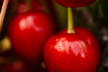 cherry closeup