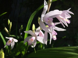 Picturesque flowers and exotic plants in Botanical Garden Saint Gall (Malerische Blumen und exotische Pflanzen im Botanischen Garten Sankt Gallen), St. Gallen - Switzerland (Schweiz)