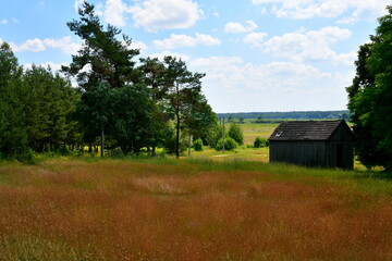 A close up on a field full of orange and yellow crops ready for harvest being a part of a vast meadow, field, or pastureland, with a small wooden shack located to the side in the middle of the forest