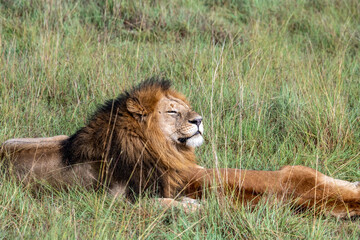 lions are lazily resting in the shade of trees and are caring for their partner 