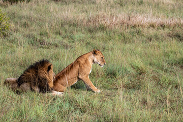lions are lazily resting in the shade of trees and are caring for their partner 
