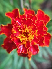 Fototapeta premium red marigold flower after rain