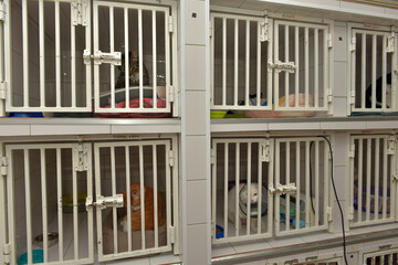 Fototapeta premium cats in a cage at animal shelter